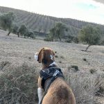 El Beagle explora senderos